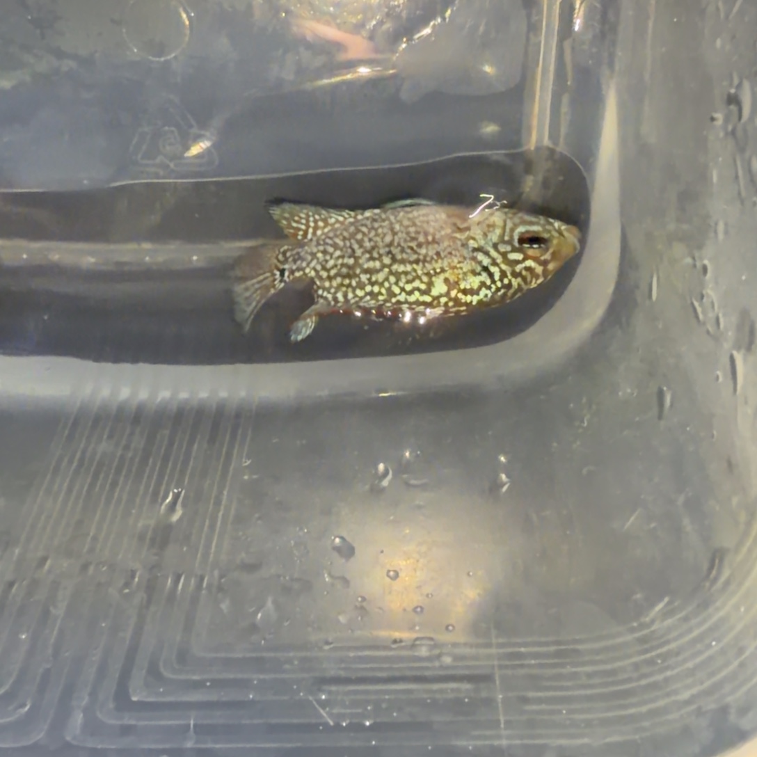 罗汉鱼马来西亚花罗汉鱼苗