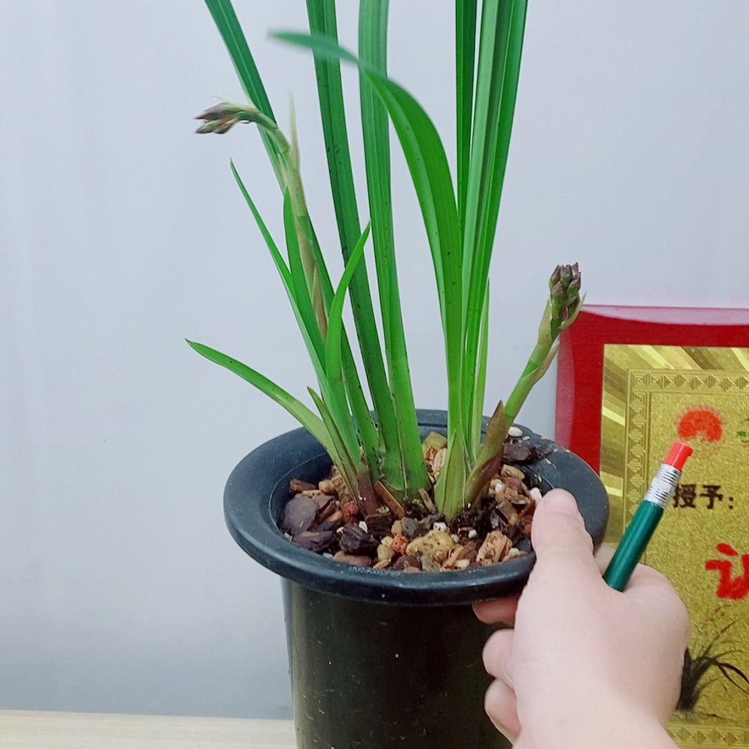 当前无花栽培后可以开花胭脂