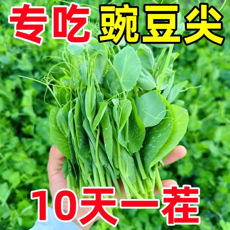 豌豆苗种子专吃豌豆尖四季种植芽苗菜甜豌豆种子阳台盆栽蔬菜