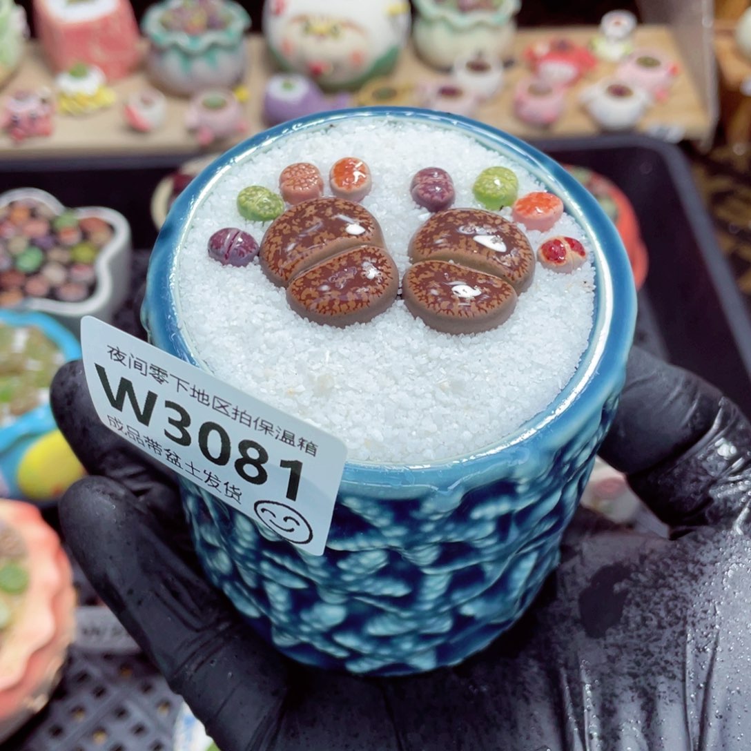 夜间零下地区拍保温箱w3081