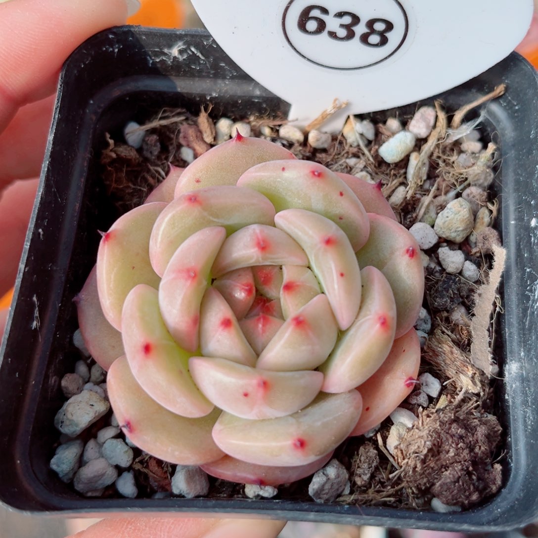 风靡园艺芷荷珍妮单