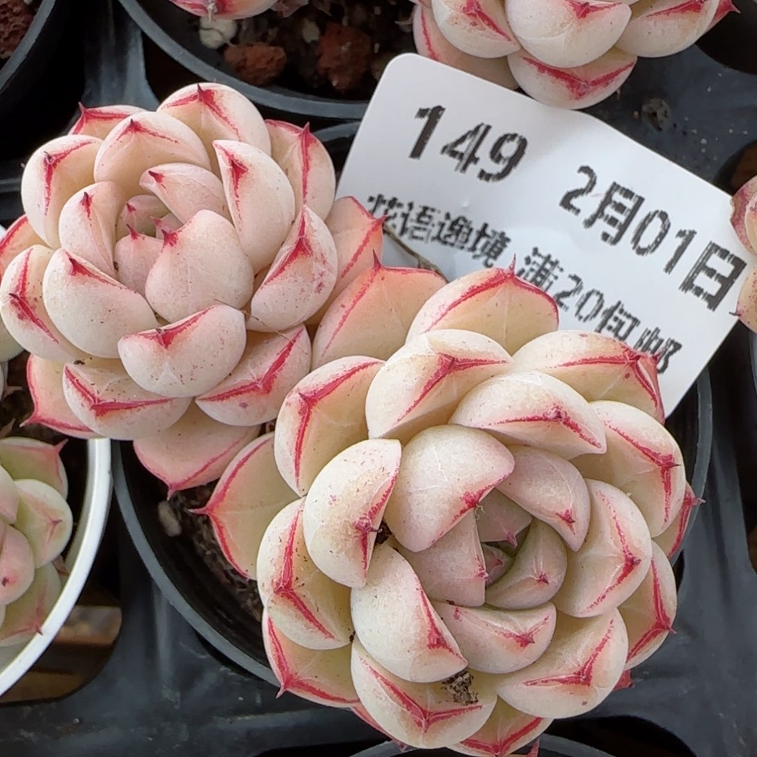 花语逸镜0201-149