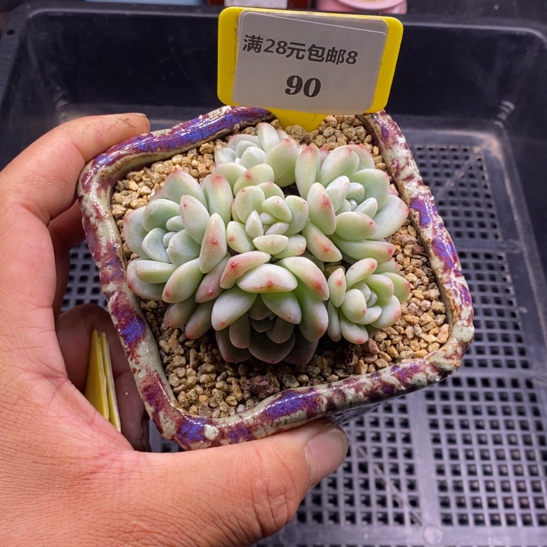 890冰玉手捧6头➕