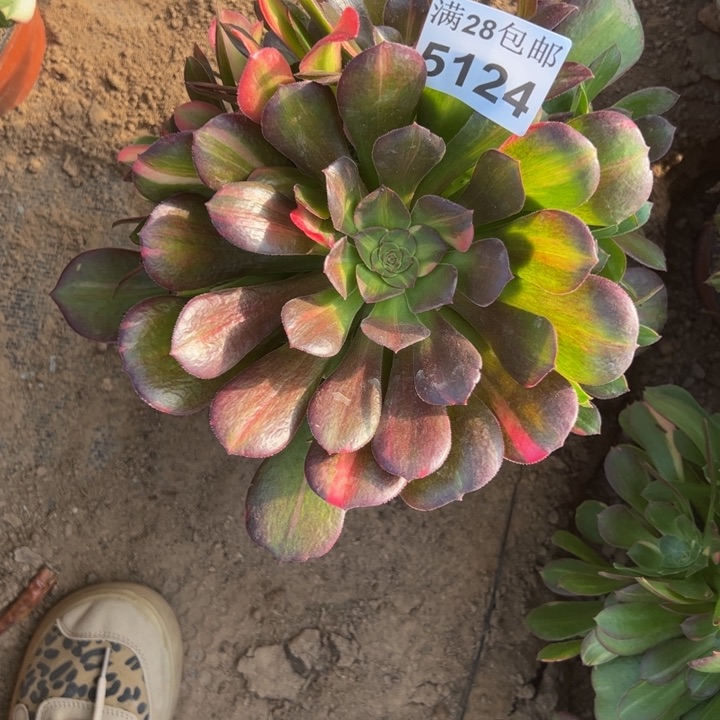 5124南七彩多肉植物