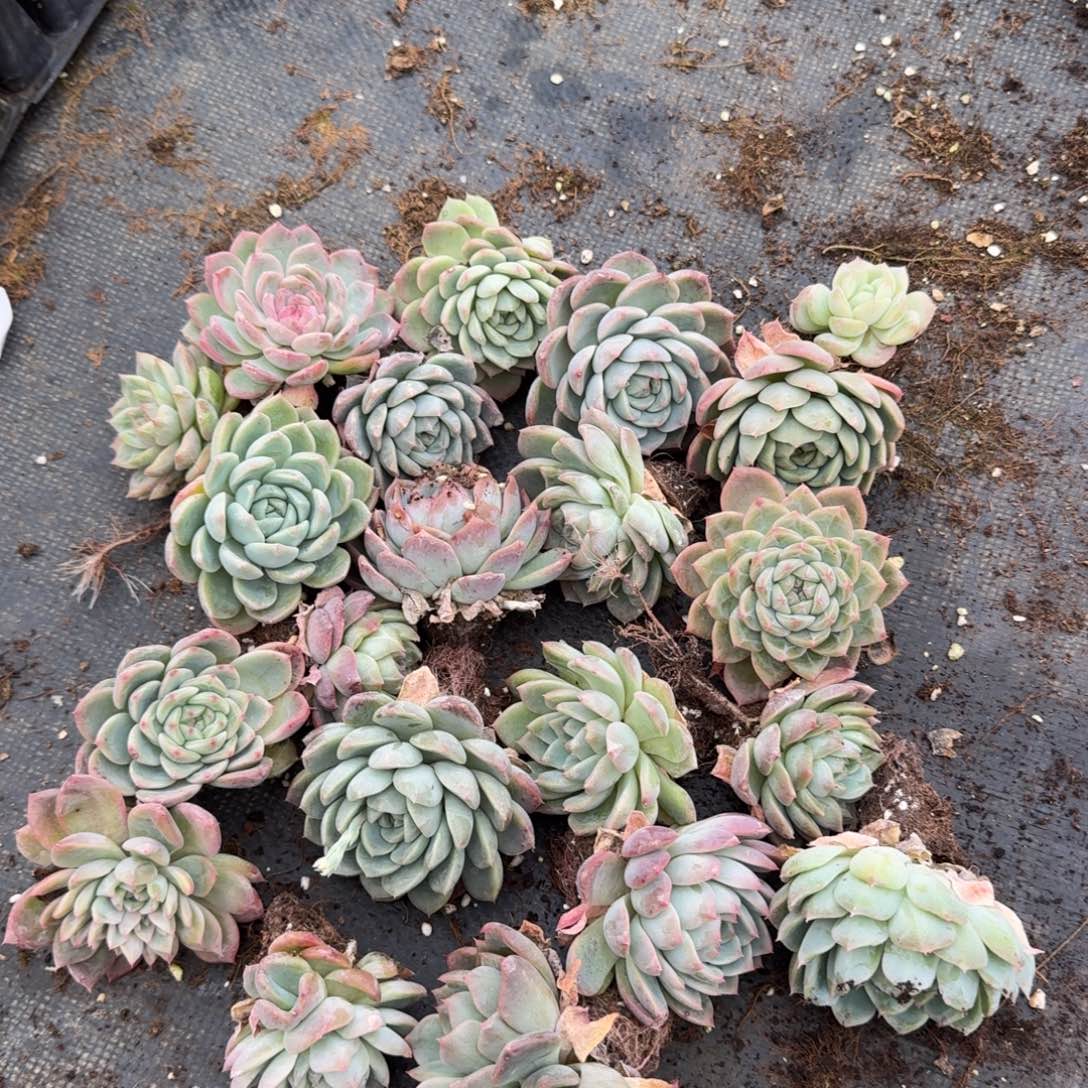 28-14未选育珍妮绿菜二十颗量拍左三