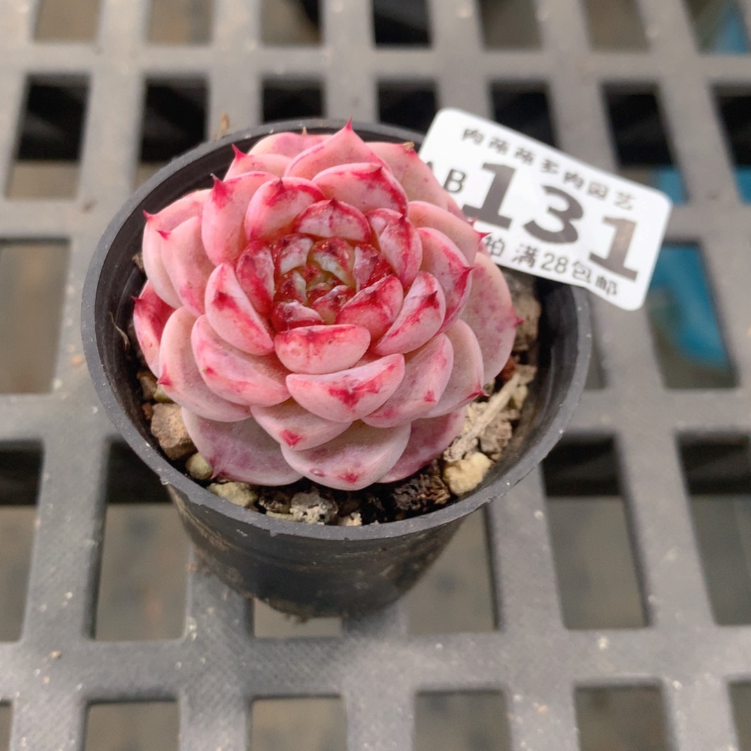 肉萌萌拇指盆精控多肉AB131