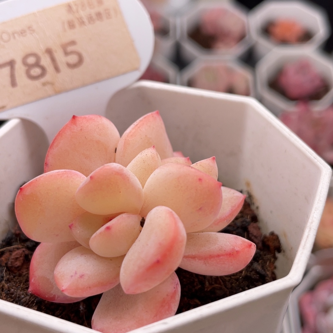 草莓泡芙7815-4.0厘米