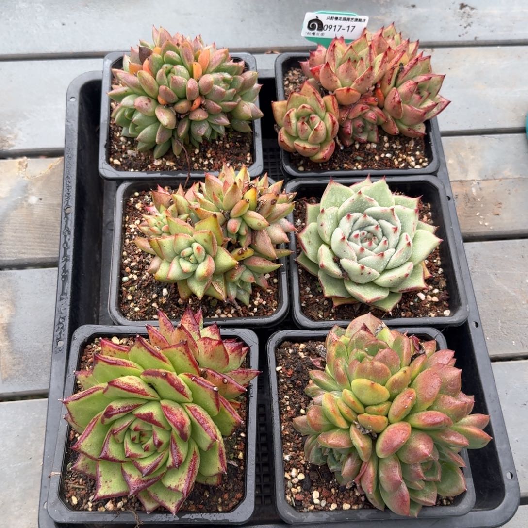 从前慢多肉精选编号0917.17