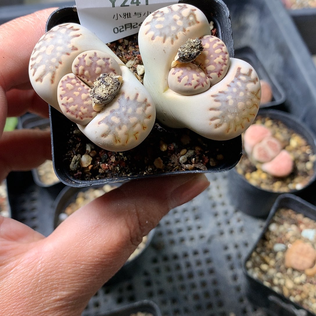 Y241多肉植物保护研究所