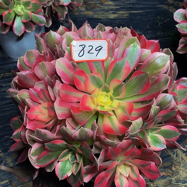 布加迪老桩捧花829号