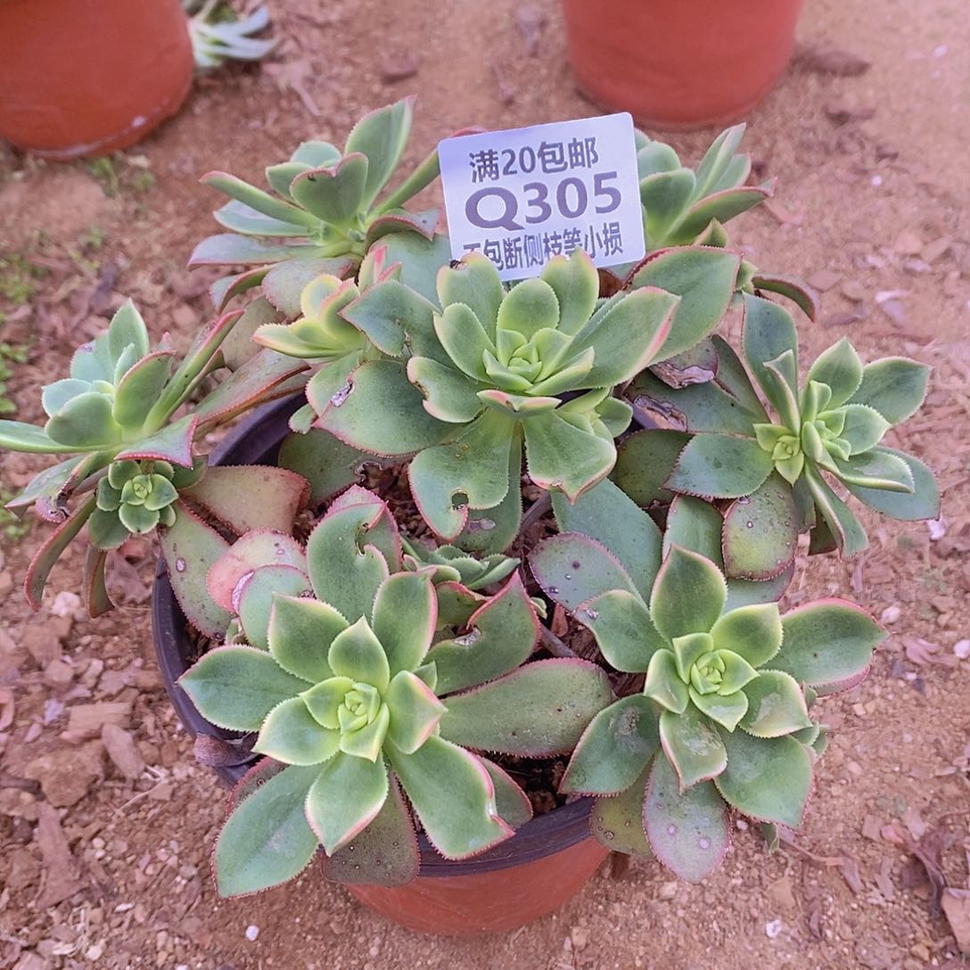 305艳日辉多肉法师锦