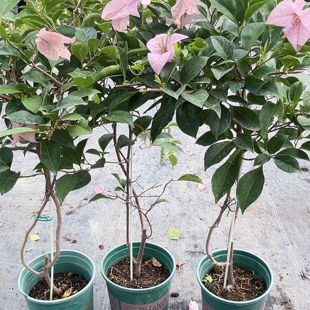 大部分开放少量花苞塞佛里一颗