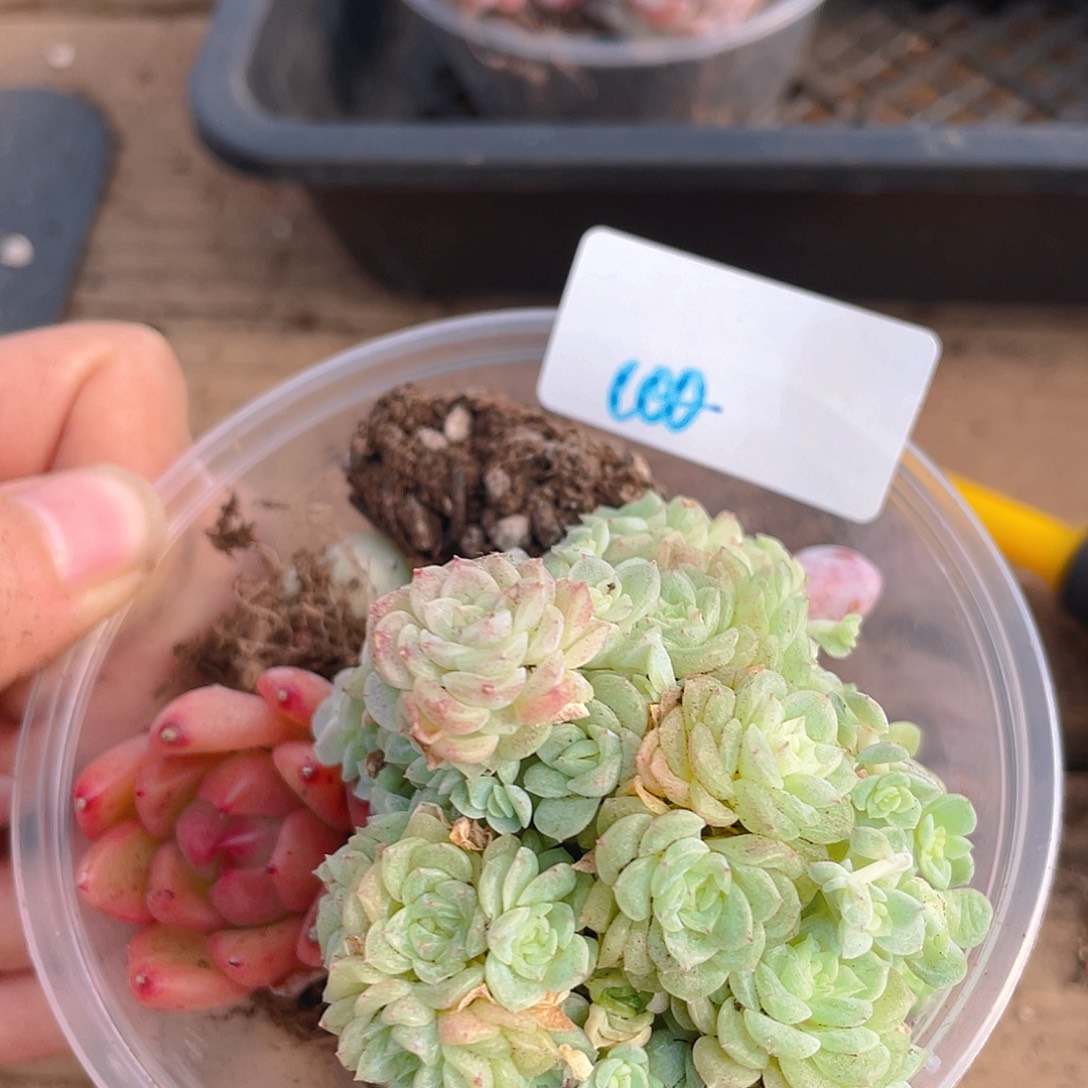 多肉植物多肉植物100