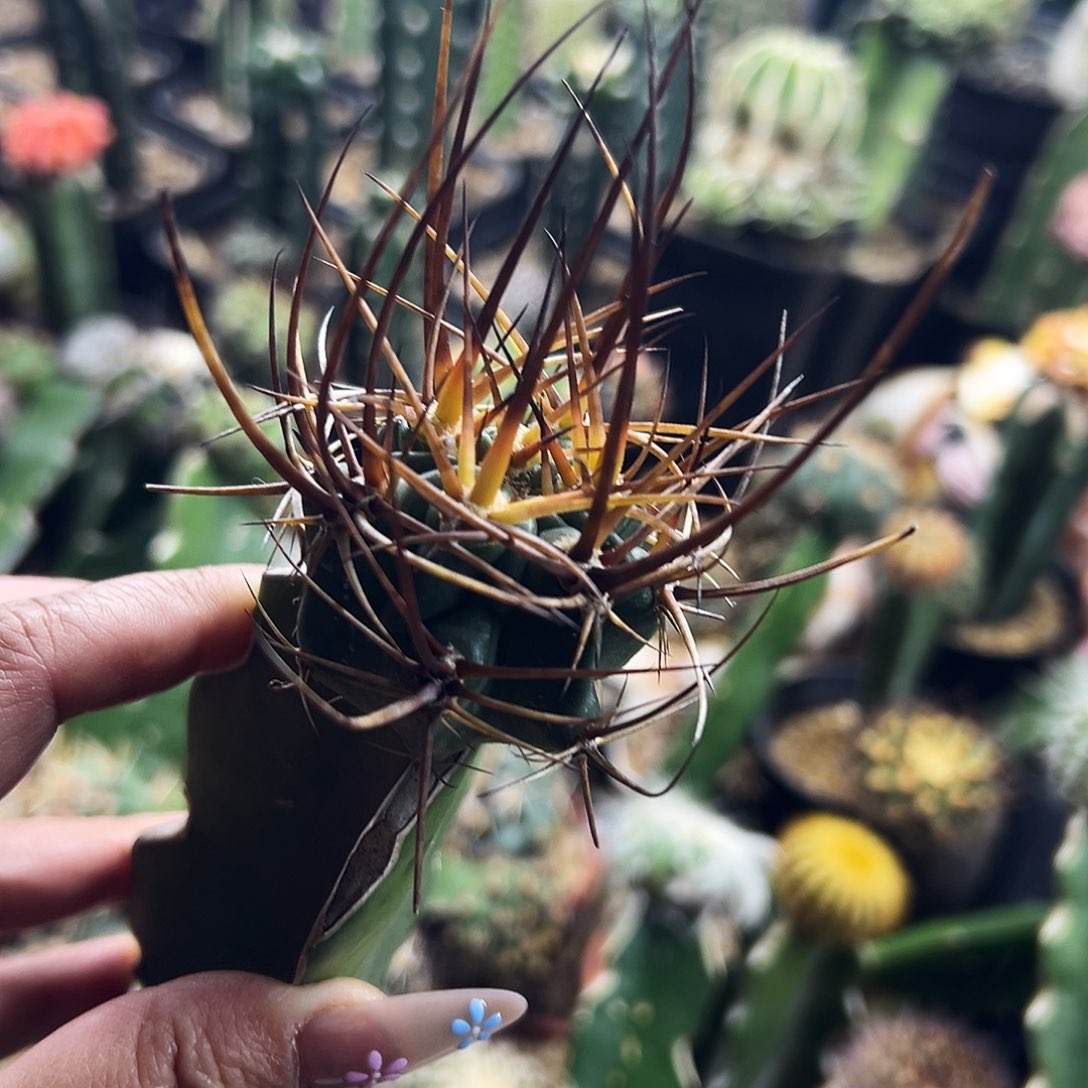 狂风仙人球111111111