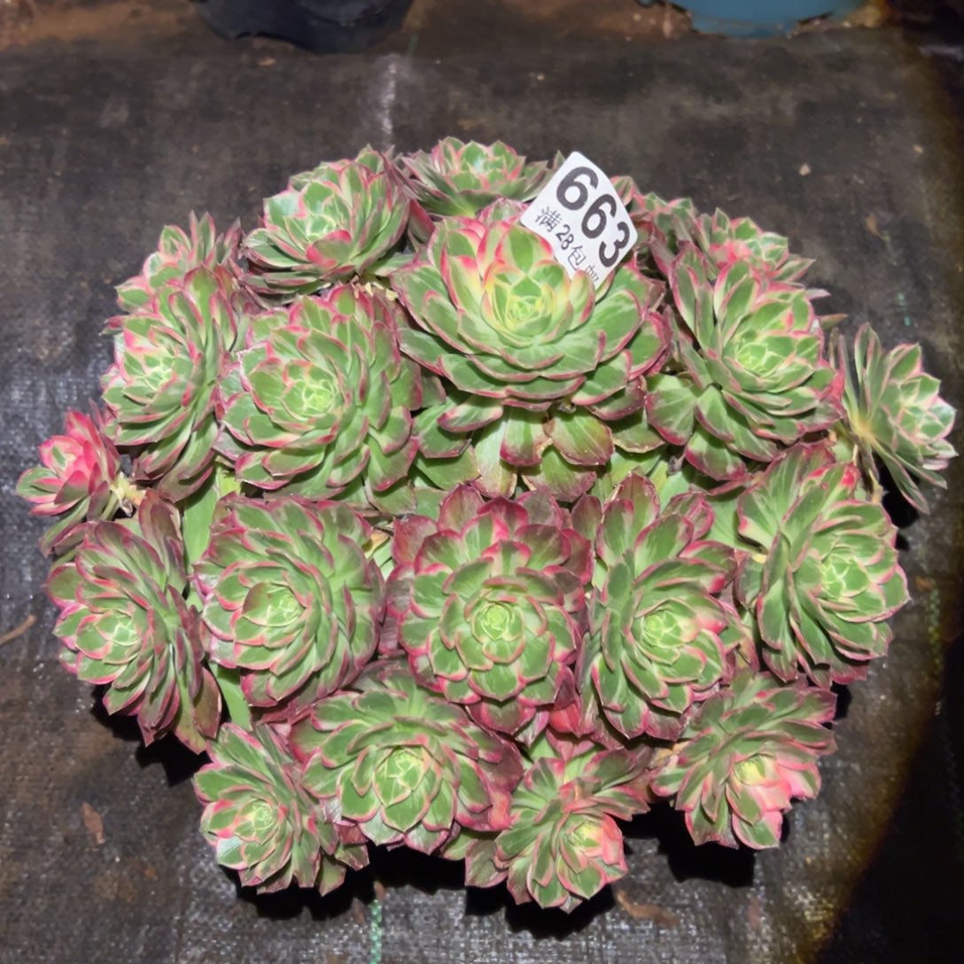 多肉植物663万花筒