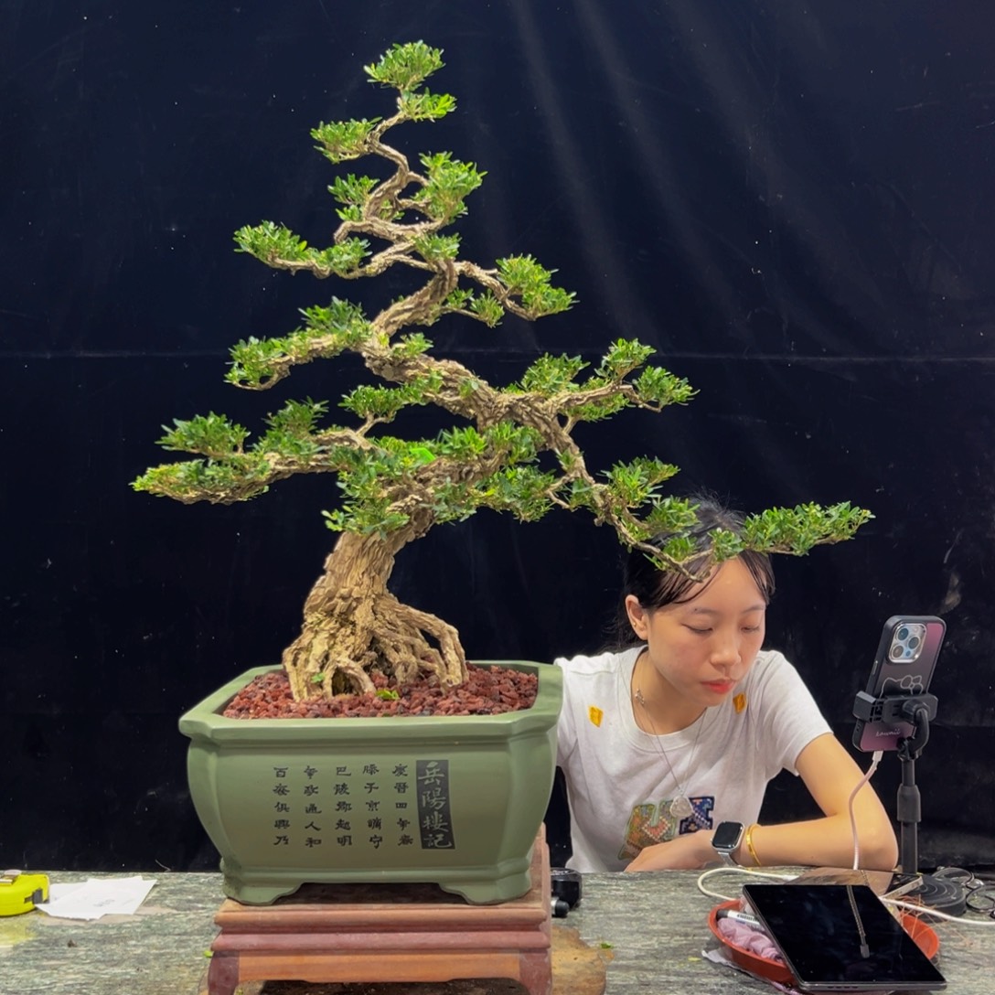 无花朵广东黄杨四季常青