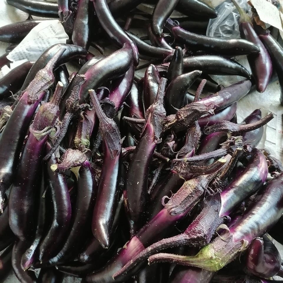 云南高山高海拔露天种植新鲜采摘农家茄子