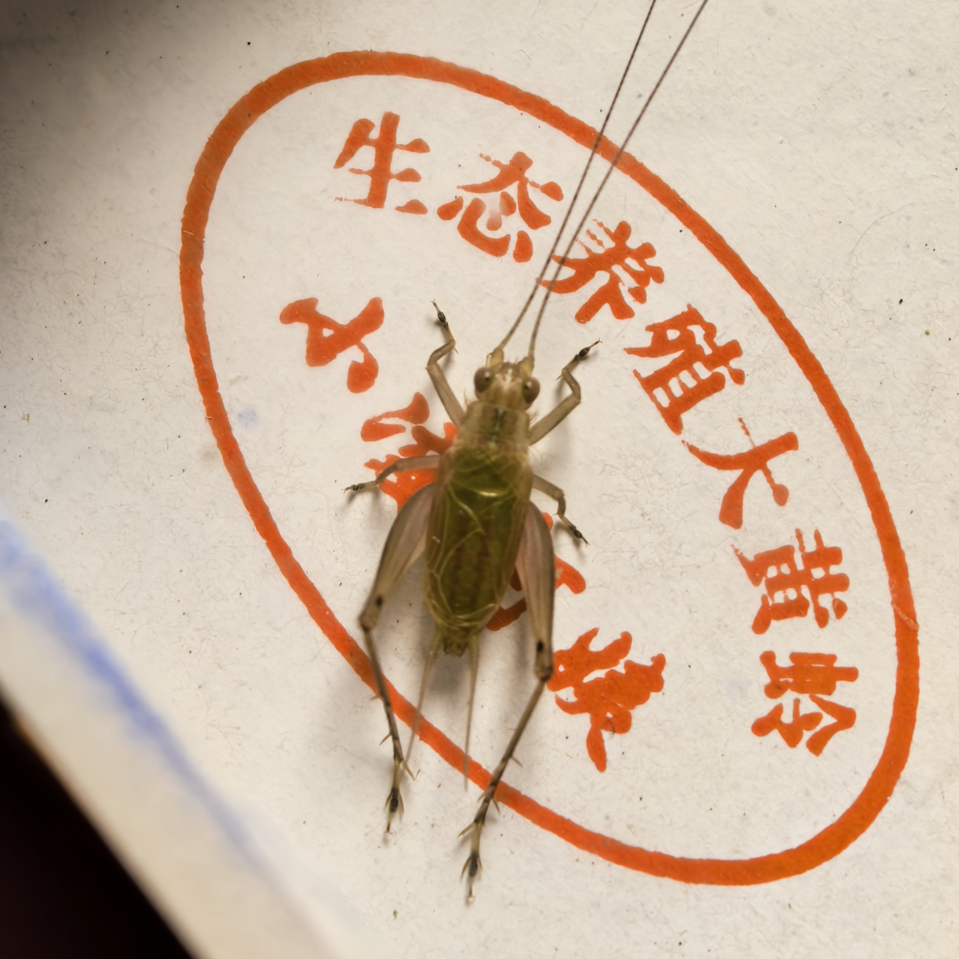人工精品冬大黄蛉中长须颜值高叫声好听鸣虫