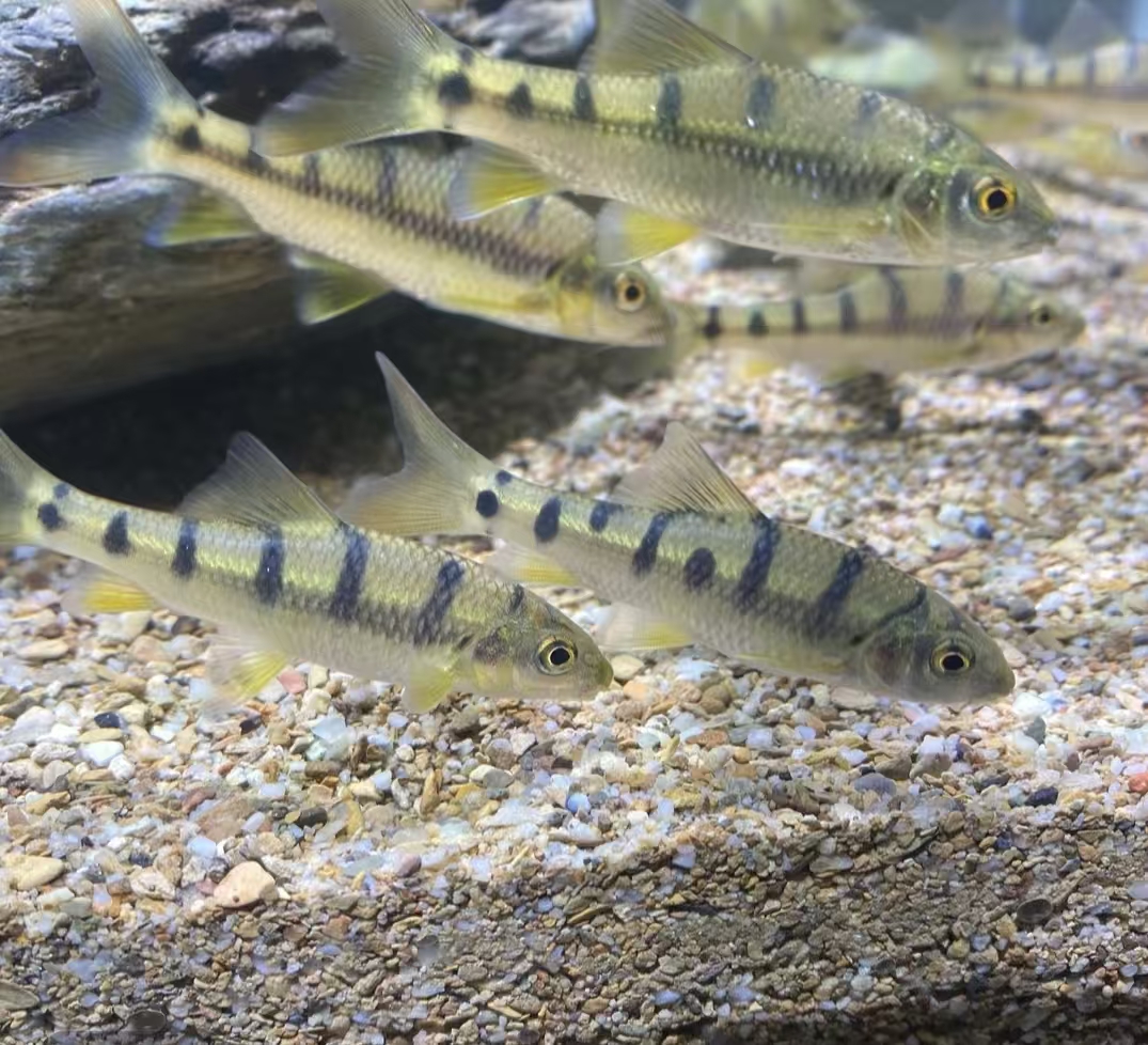 黄腹溪石斑小型冷水鱼皮实好养的原生观赏鱼