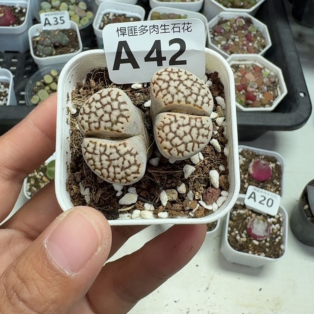 42多肉植物多肉植物