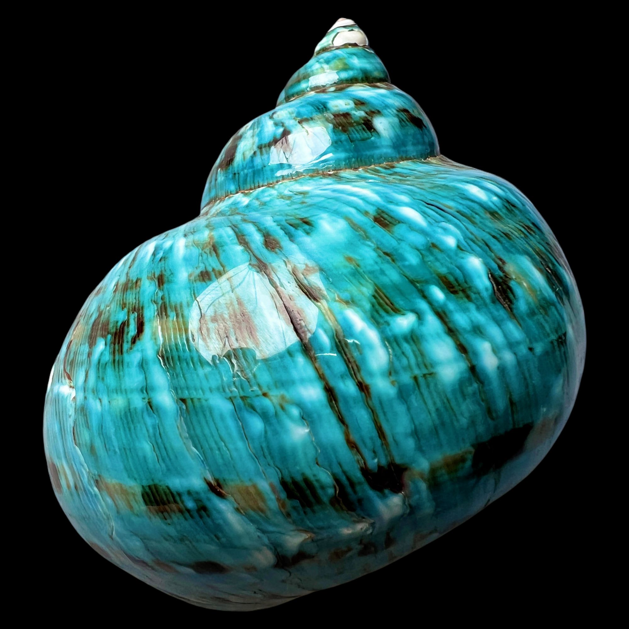 【帝王螺杯（特大！精品）】95.8mm 赠1串杯托 天然贝壳 A1