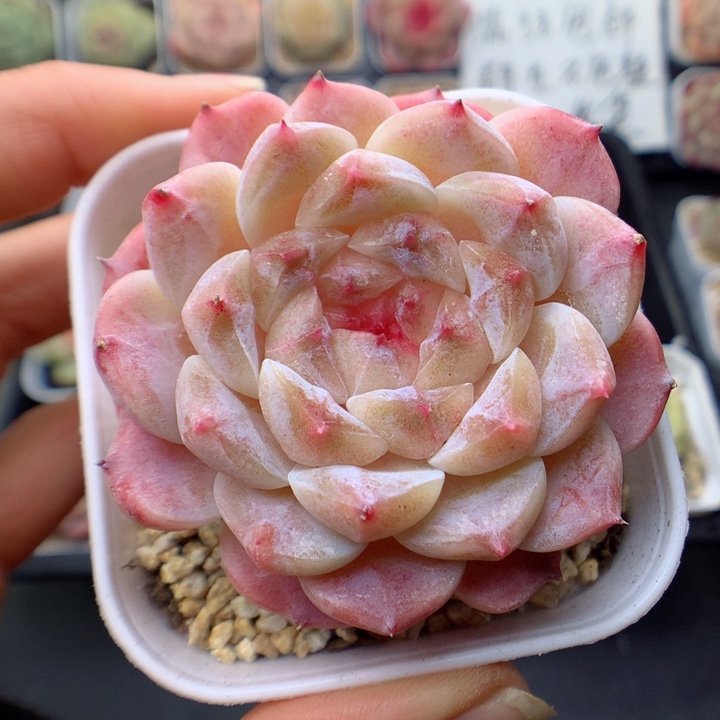 多肉植物。 冰魄52