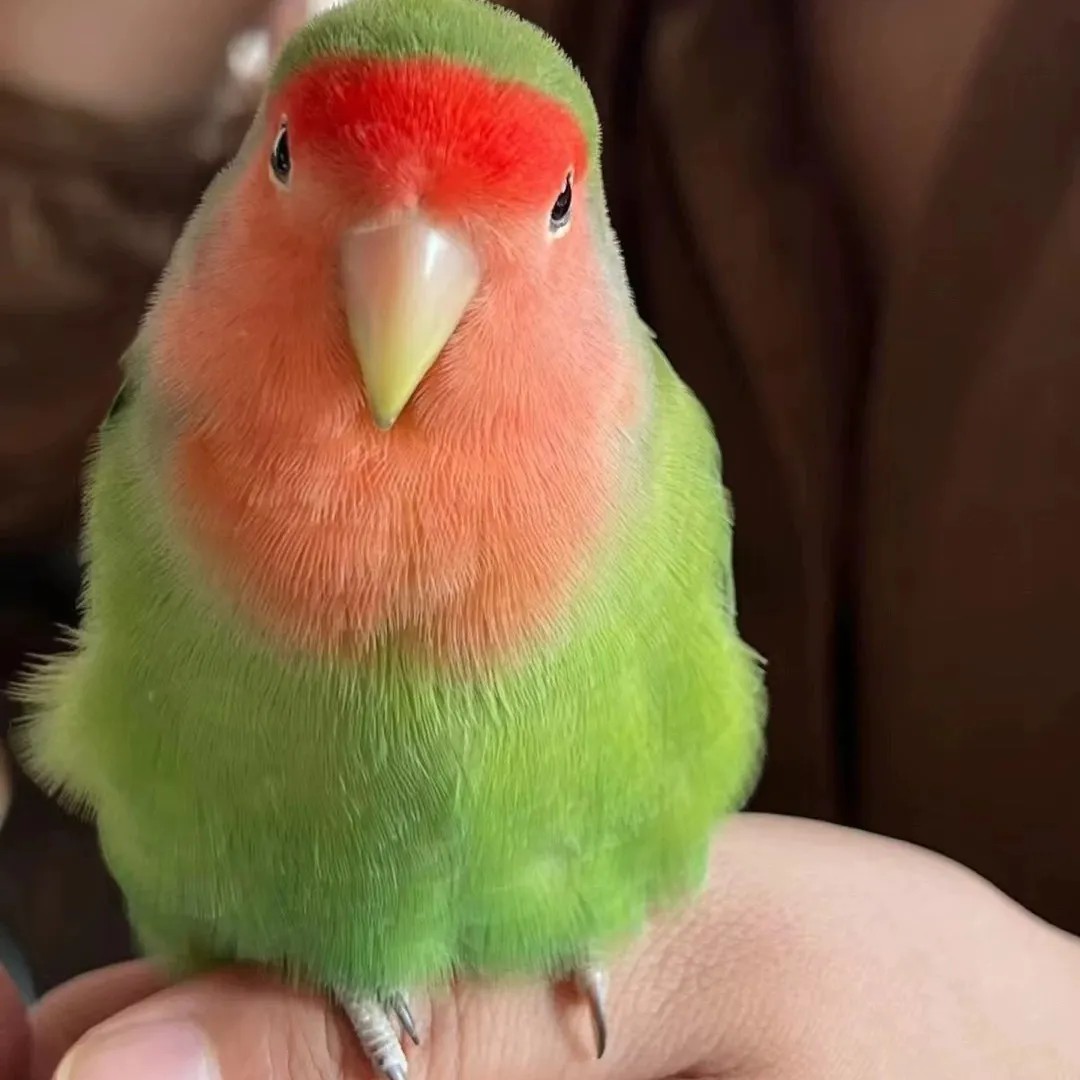 （鹦鹉竞拍专属链接）