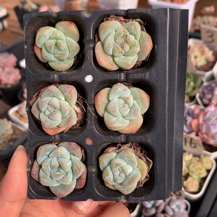 精控绿胖子冰玉单头组合