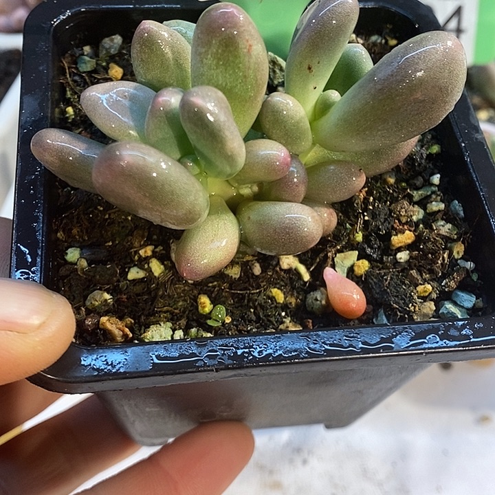 米可带锦557号的啊啊啊啊多肉啊啊啊