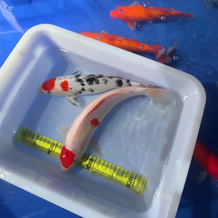 锦鲤锦鲤红白单色