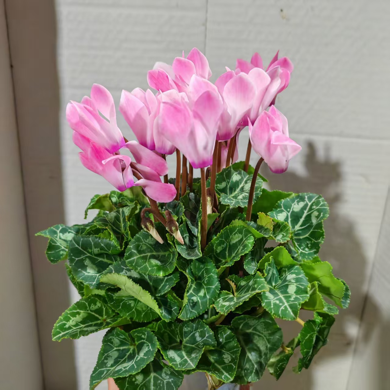 火焰粉 盆栽仙客来好养花期长室内观花花卉