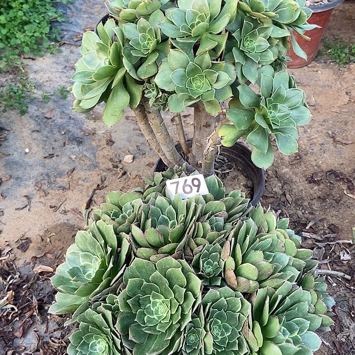 奶白 大绿玫瑰朵朵处理769不包断