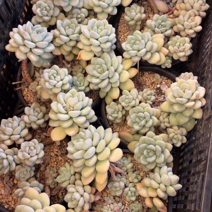 泡泡糖群生老桩整装多肉