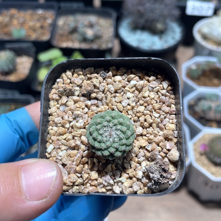 174实生菊水仙人球