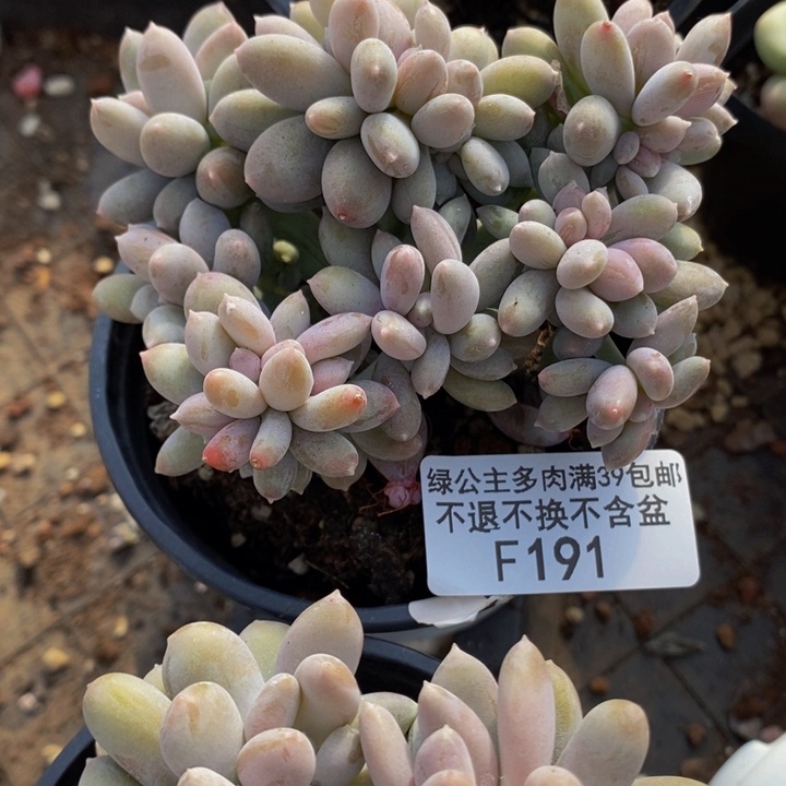 屁桃缀9cm191多肉植物