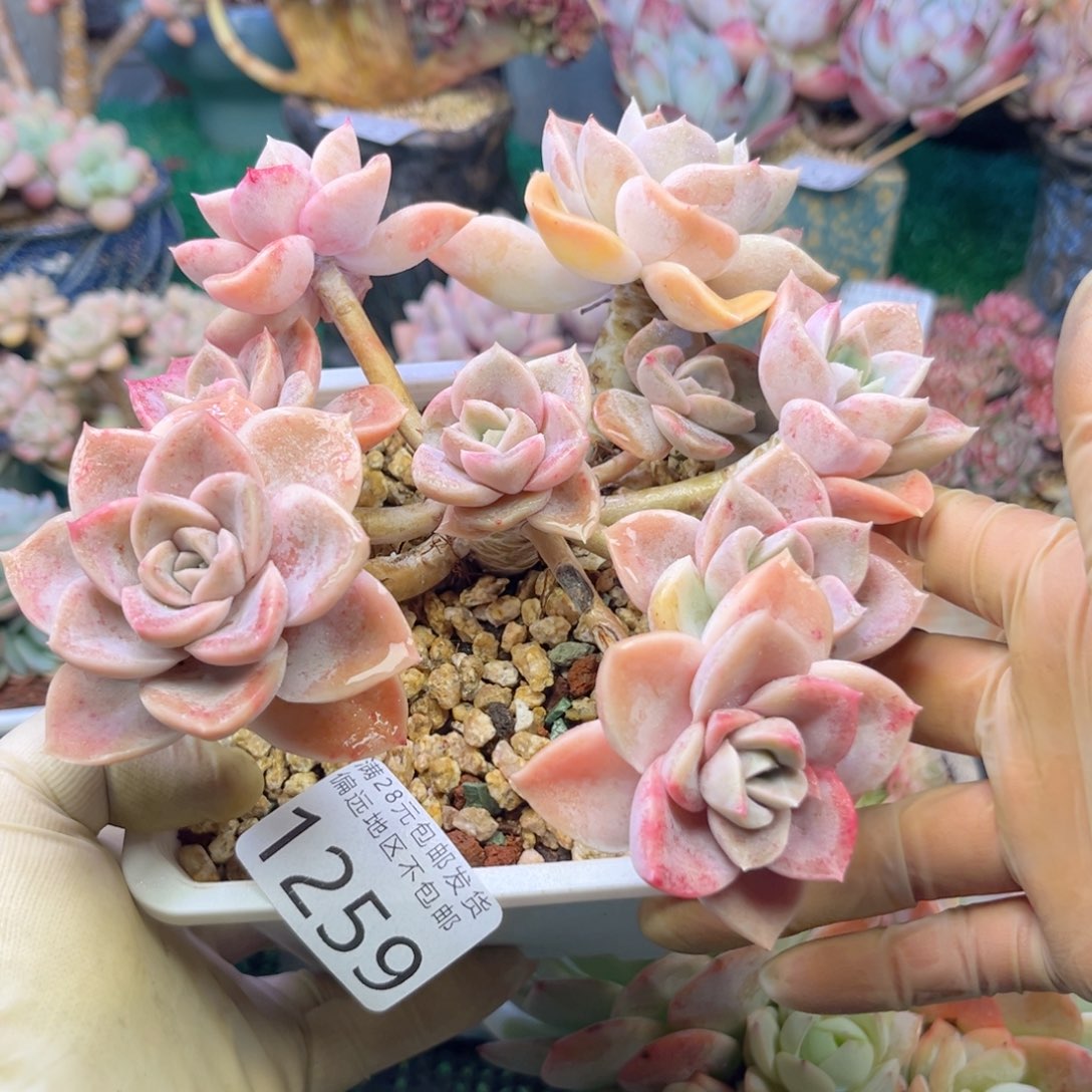 大1259:）s b x h f h h j