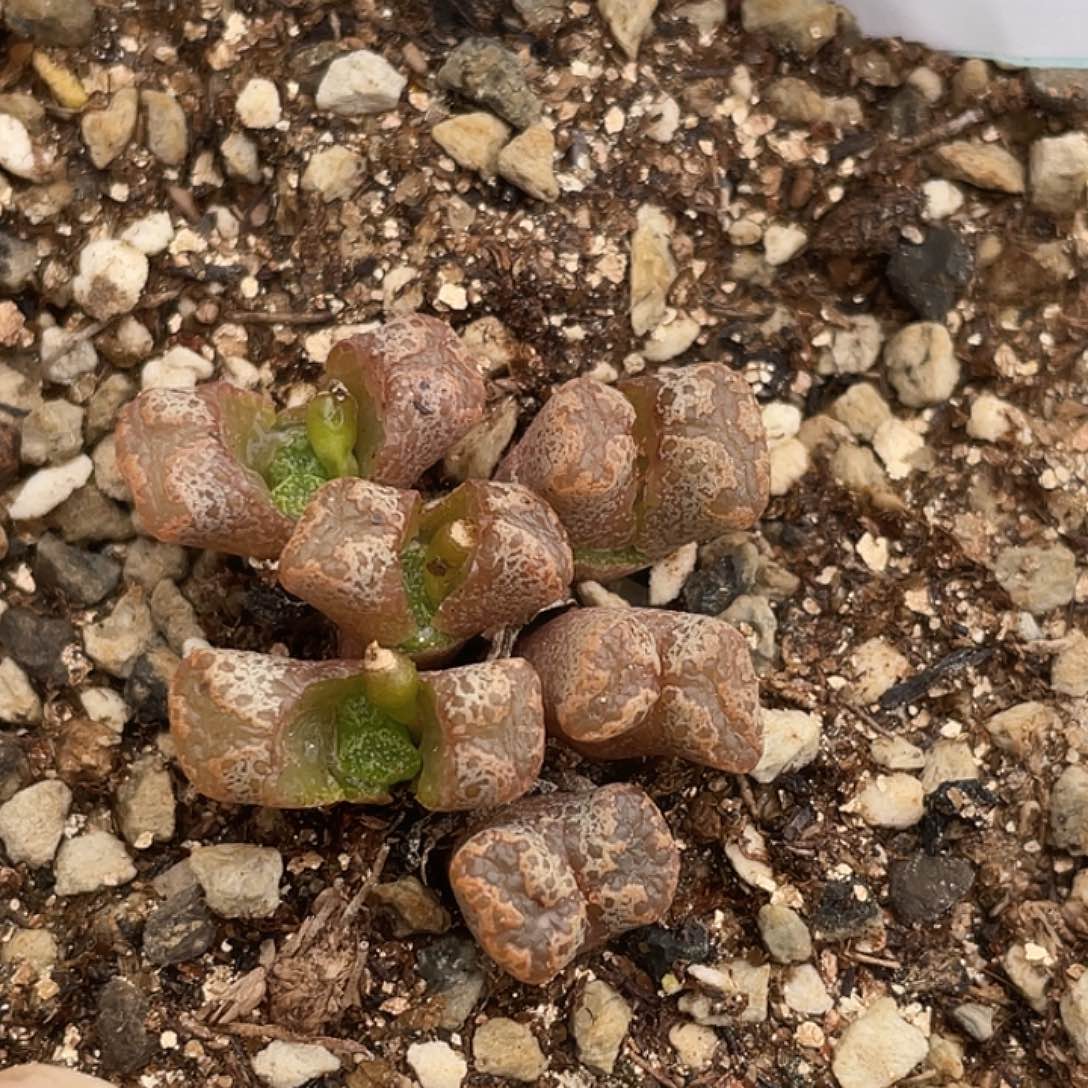 6-4勋章多肉植物