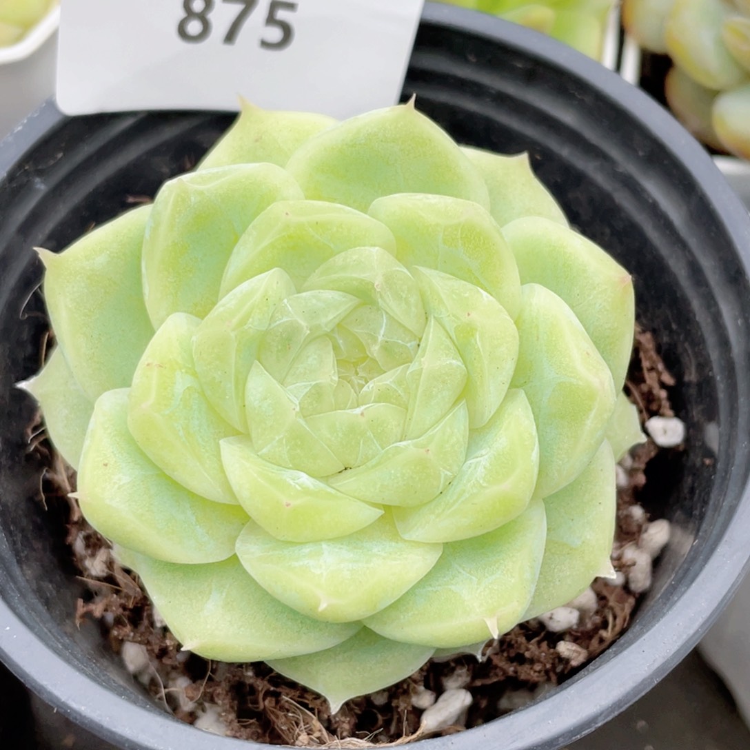 875号糖心冰心珍妮 梨花白