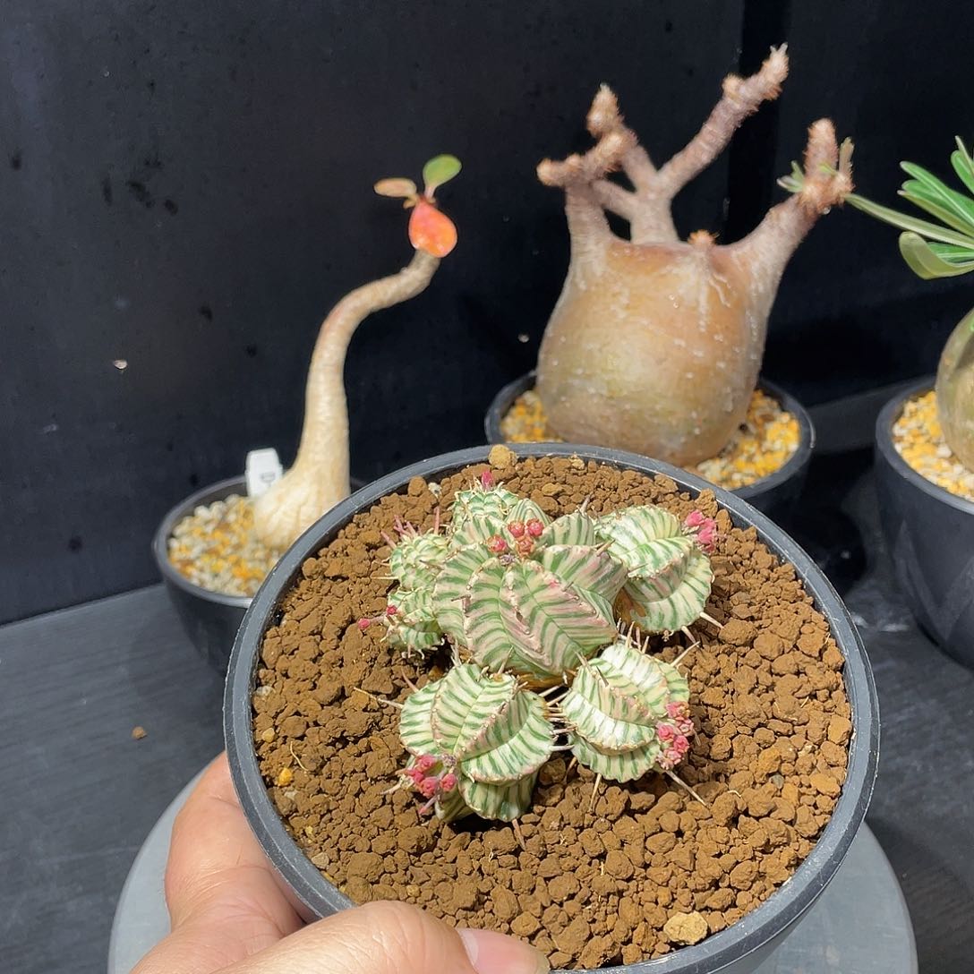 贵青玉锦带盆包邮