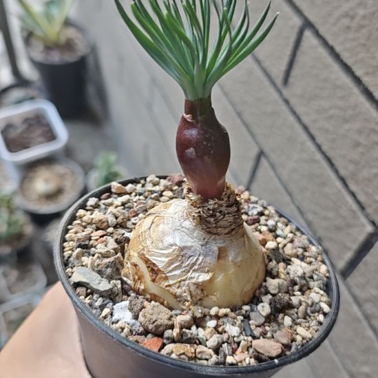 一物一拍，GN弹簧草，！！