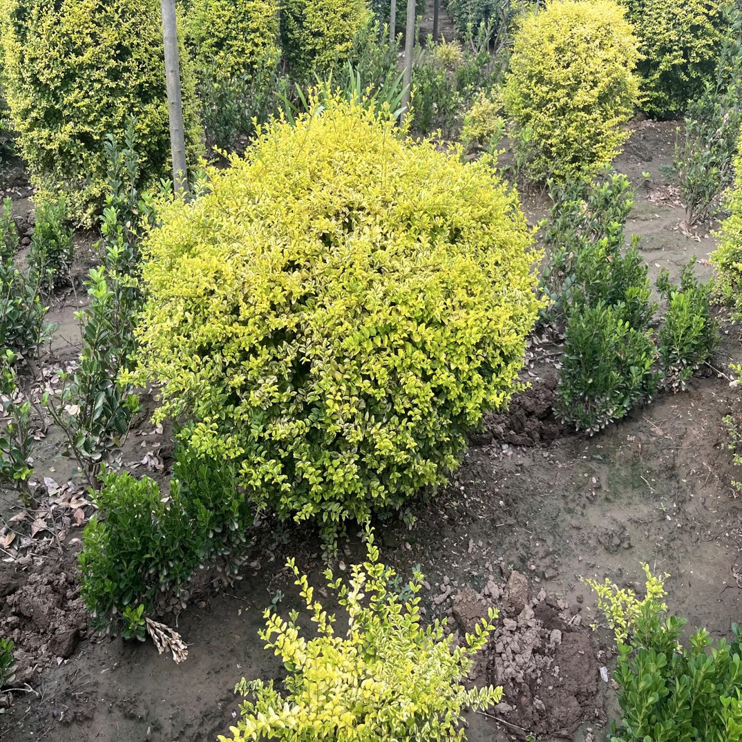 金叶石楠花亮晶花园盆栽花境植物耐热耐寒四季常青景观绿植