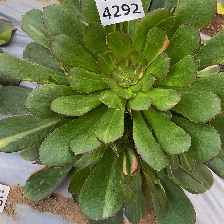 4292韶秀七彩多肉植物