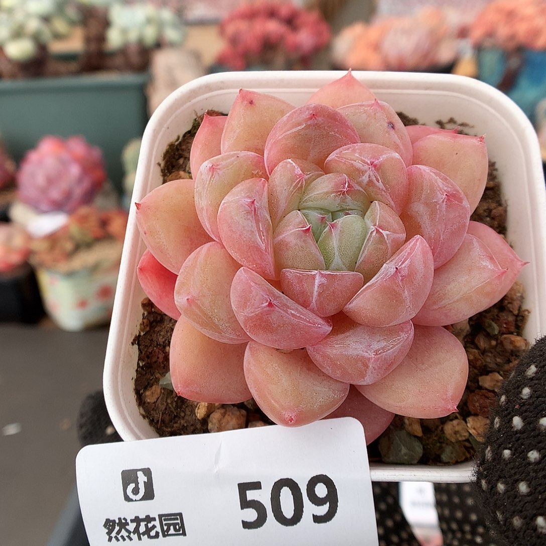 509珍妮多肉植物6666