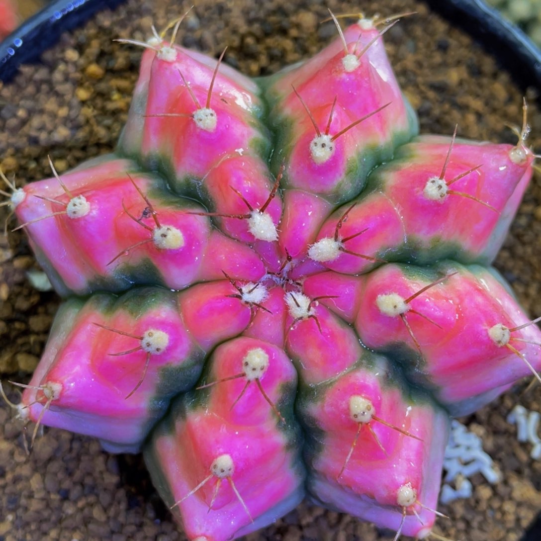 新穹顶母本00000000000036