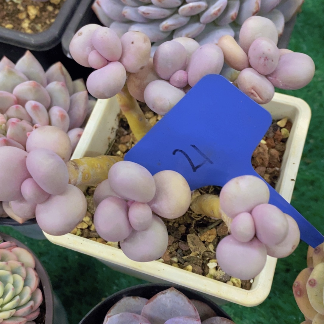 多肉植物，一物一拍，第5场