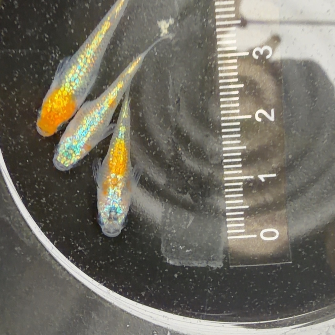 青鳉鱼观背青鳉39