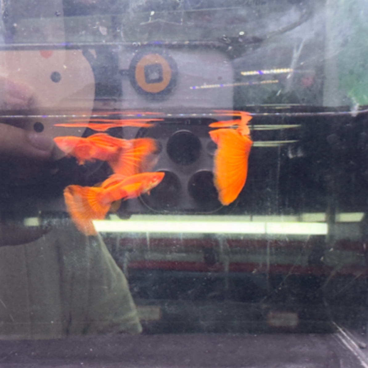 血红欧翼 孔雀鱼【偏远勿拍，报损提供派件2小时内开箱视频】