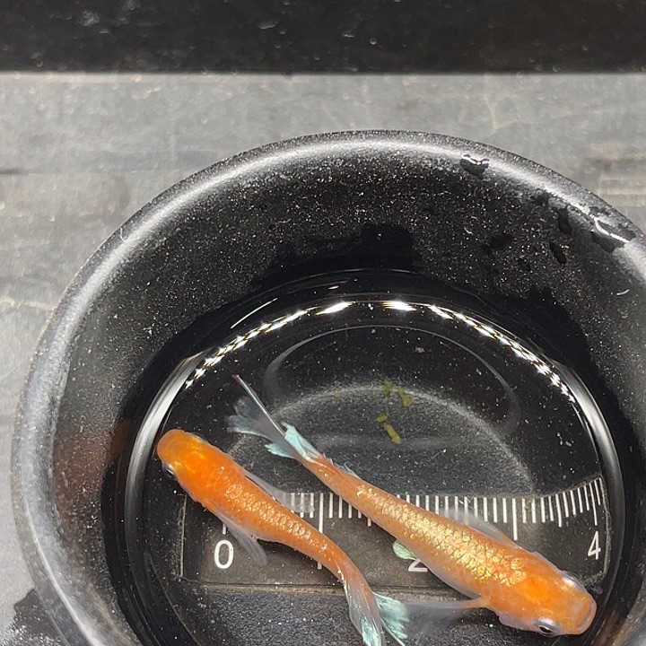 青鳉鱼真长林血红赤壁一对