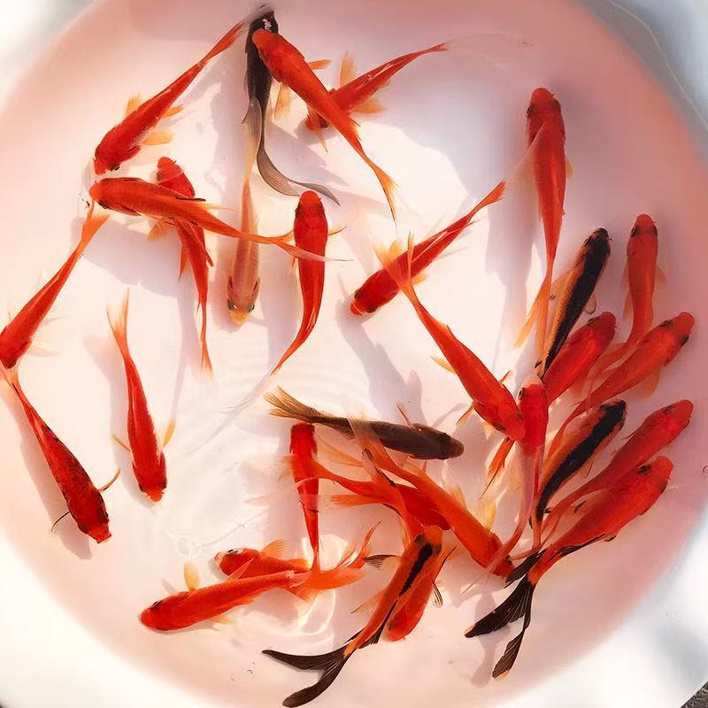 小红草金鱼淡水冷水观赏鱼好养耐活适合家庭饲养