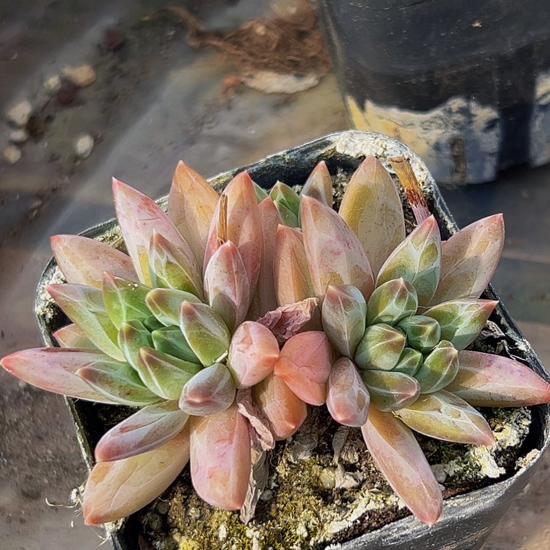 美美金品多肉美人系